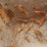 Thermobia domestica Silverfish
